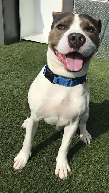 An adult large-sized male Mixed Breed dog named Gojo for adoption in Dallas, TX