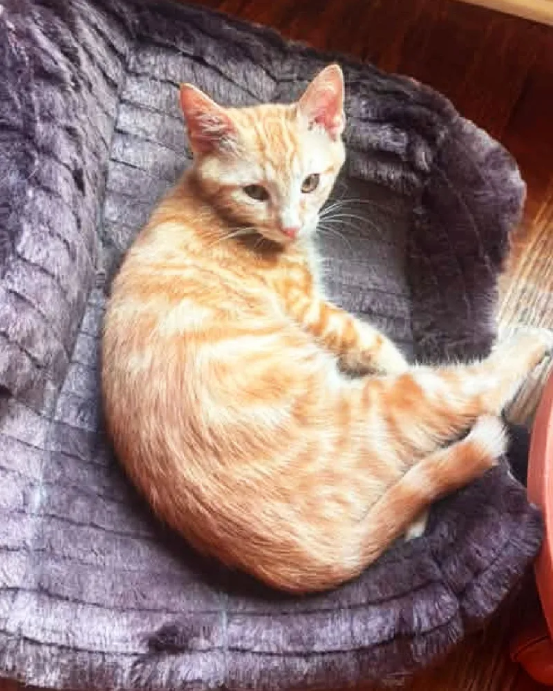 A young medium-sized male Orange / Red Domestic Short Hair cat named Knight for adoption in Frisco, TX