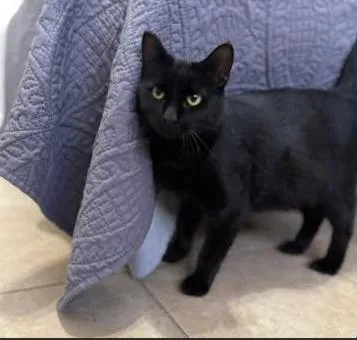 A young medium-sized female Black Domestic Short Hair cat named Pearl for adoption in Chicago, IL
