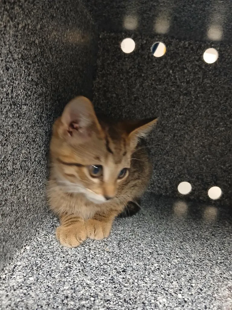 A baby large-sized male Domestic Short Hair cat named Crosby for adoption in Greenfield, IN