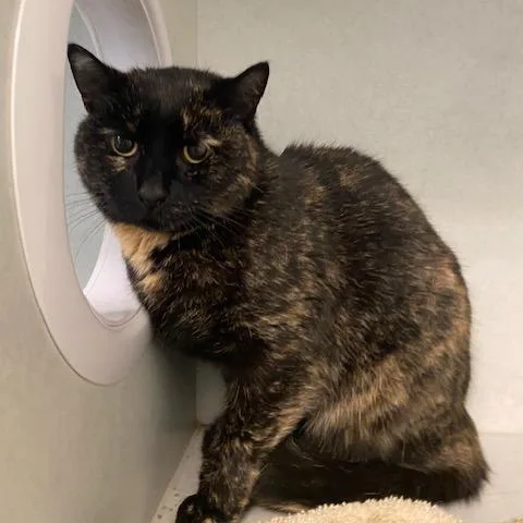 A senior medium-sized female Black Domestic Short Hair cat named Windie for adoption in Dayton, OH