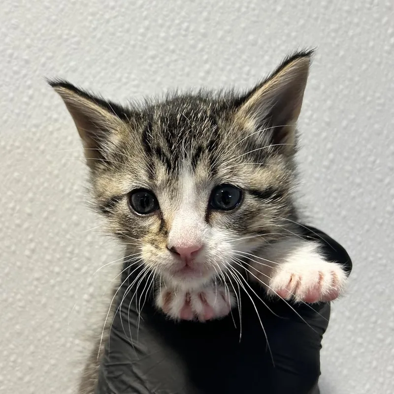 A baby small-sized male Gray / Blue / Silver Domestic Short Hair cat named Chisel for adoption in Abilene, TX