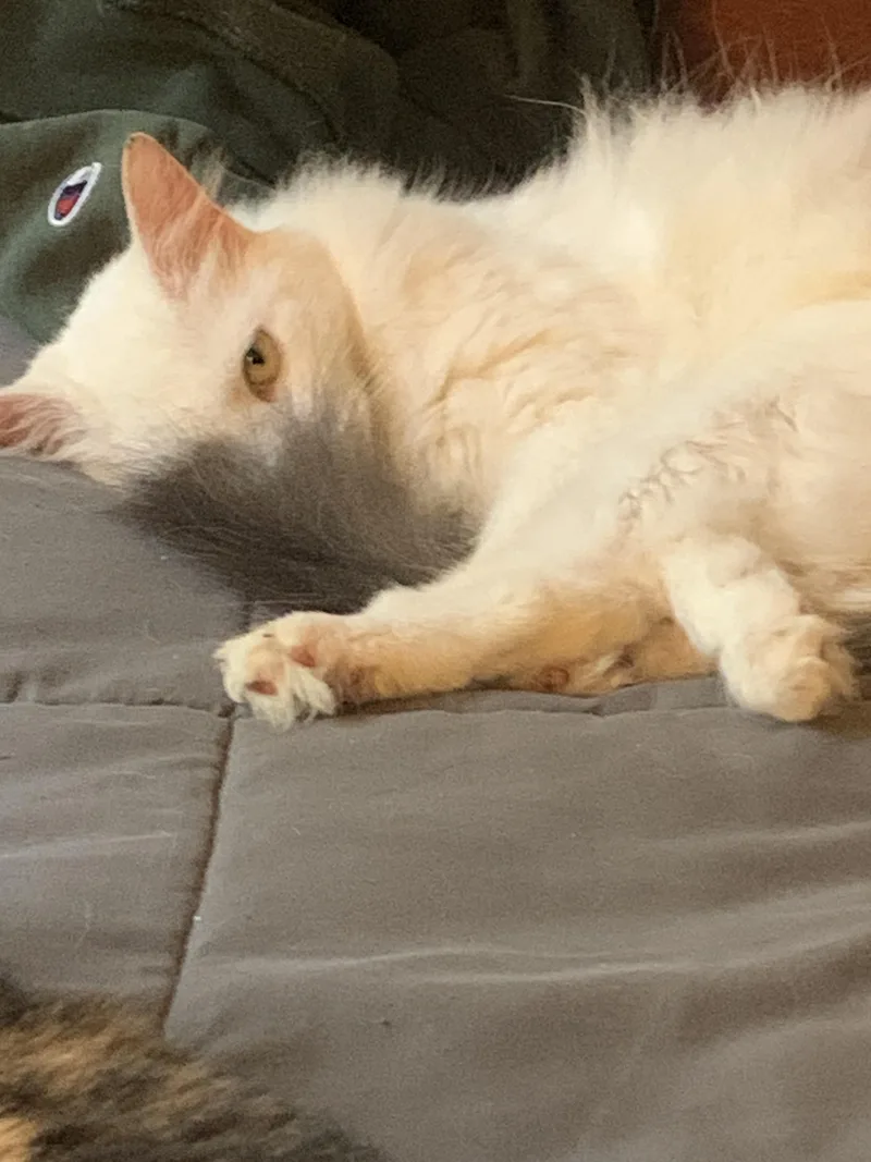 Humphrey thumbnail 2