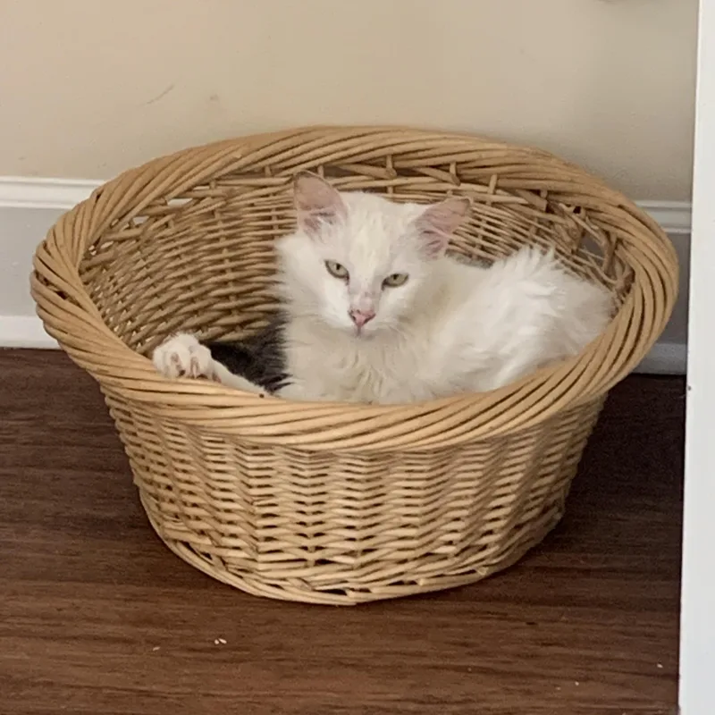 Humphrey thumbnail 3