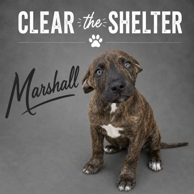 Marshall