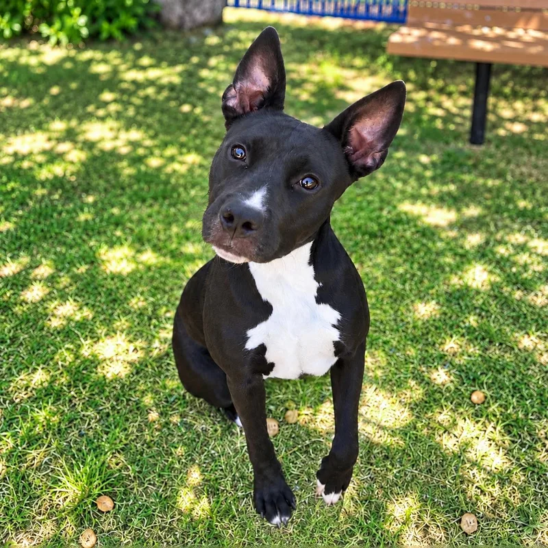 An adult medium-sized female Pit Bull Terrier dog named Beatrix for adoption in Colleyville, TX