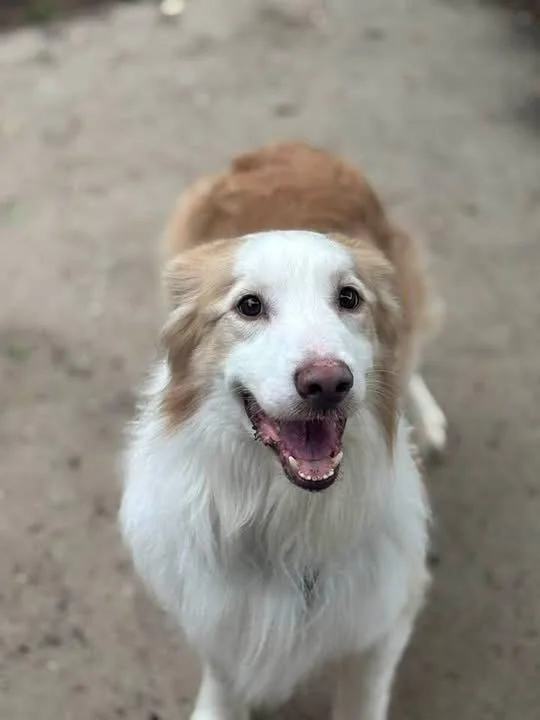 An adult medium-sized male Australian Shepherd dog named Sanders for adoption in Dacula, GA