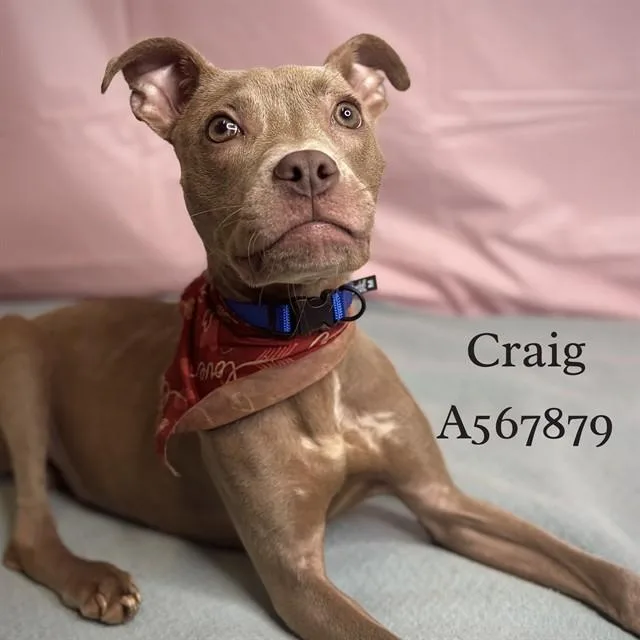 A baby medium-sized male Pit Bull Terrier dog named Craig for adoption in Huntsville, AL