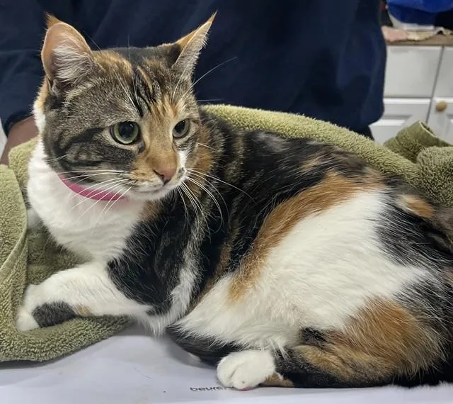 An adult small-sized female Domestic Short Hair cat named Deor for adoption in Upper Marlboro, MD