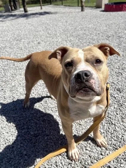 An adult medium-sized female Mixed Breed dog named Hawaiian Sweet Roll for adoption in Cincinnati, OH