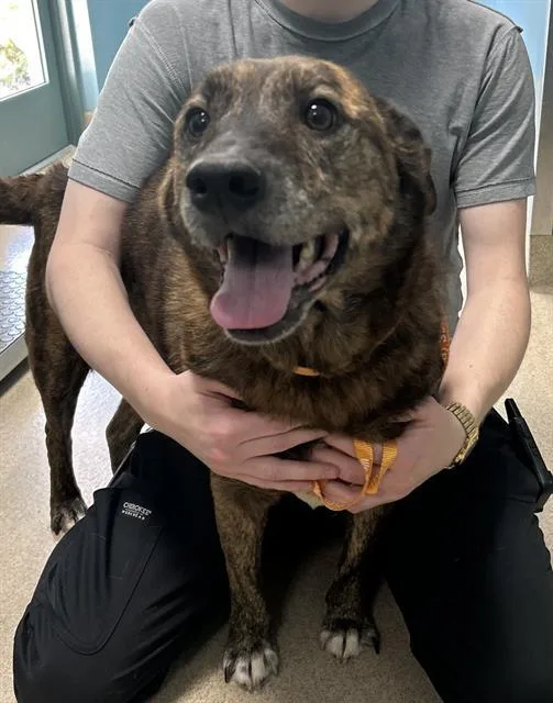 An adult large-sized female Terrier dog named Molly for adoption in Newton, NC
