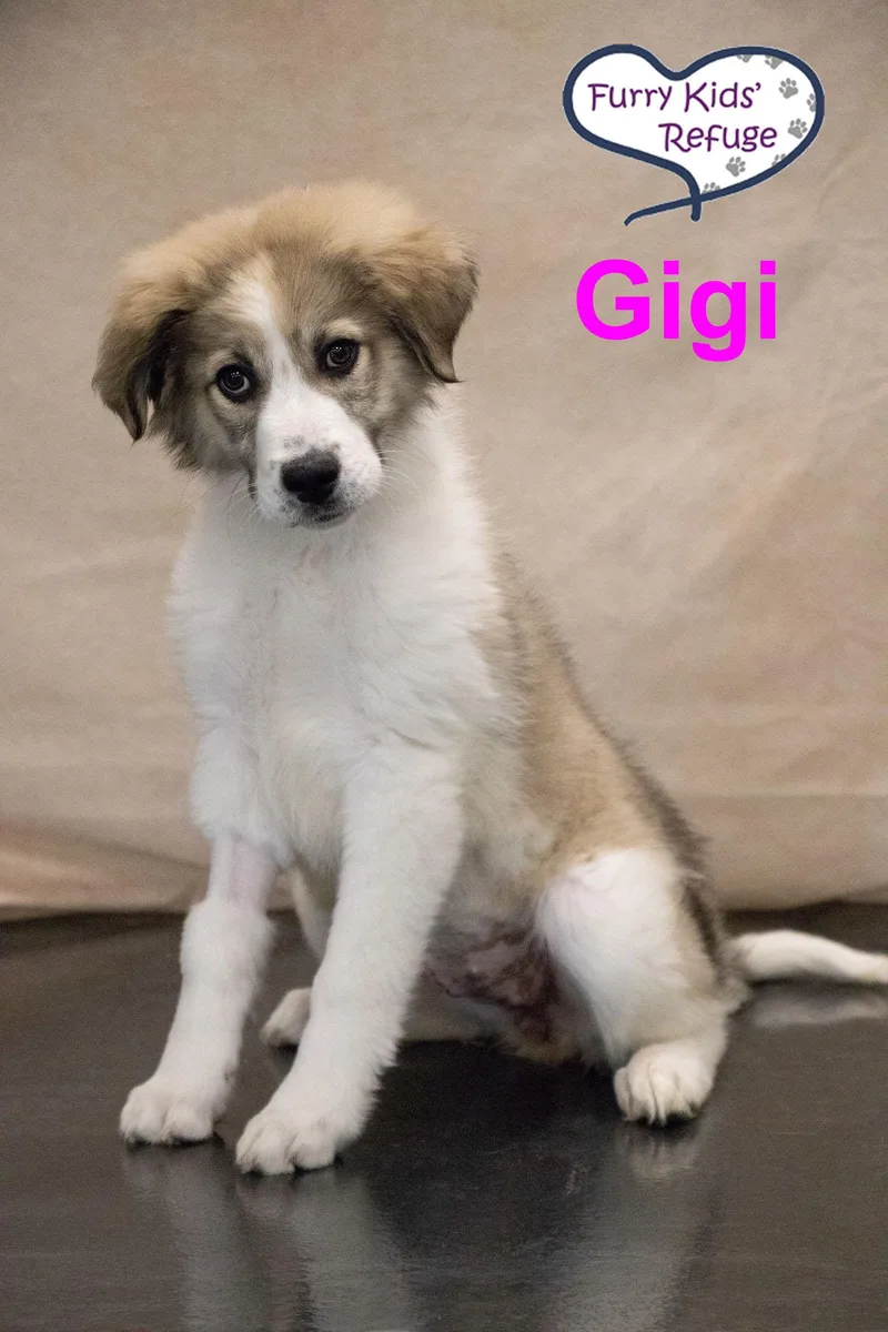 Gigi