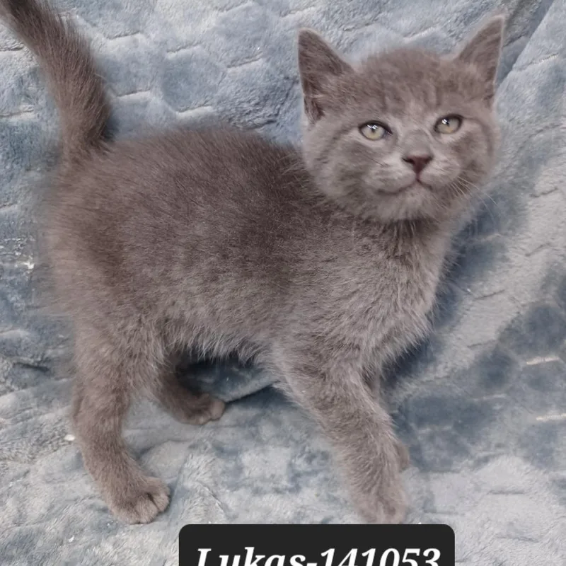 A baby small-sized male Domestic Short Hair cat named Lukas for adoption in New Tazewell, TN