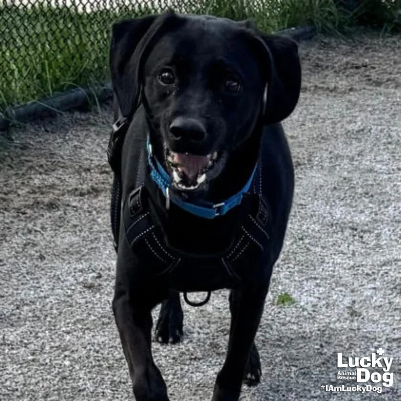 A young medium-sized male Labrador Retriever dog named Island for adoption in Washington, DC
