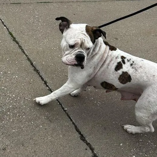 An adult medium-sized female Mixed Breed dog named I'm Breezy for adoption in Davenport, IA