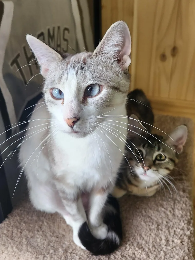 Lemon Drop thumbnail 2