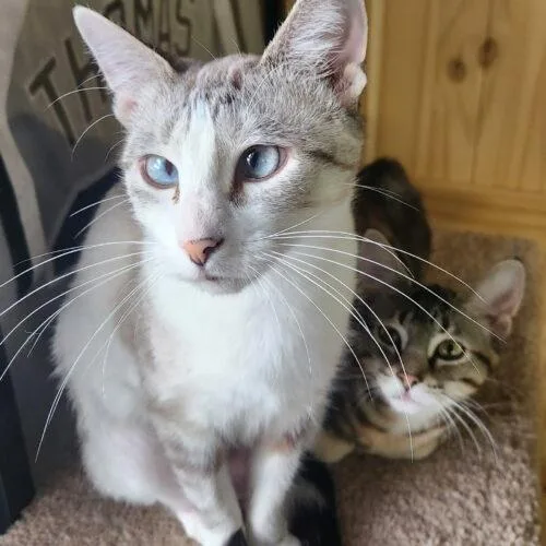 Lemon Drop thumbnail 3