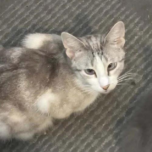 Lemon Drop thumbnail 4