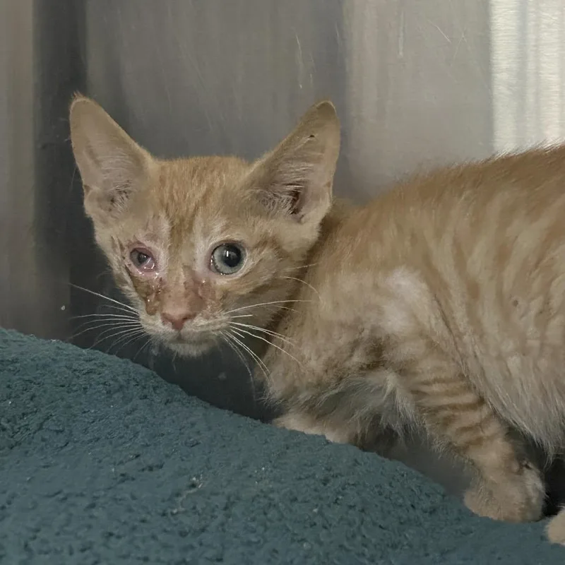 A baby small-sized female Orange / Red Domestic Short Hair cat named Kit for adoption in Austin, TX