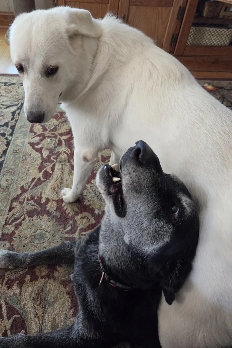 Lollie thumbnail 2