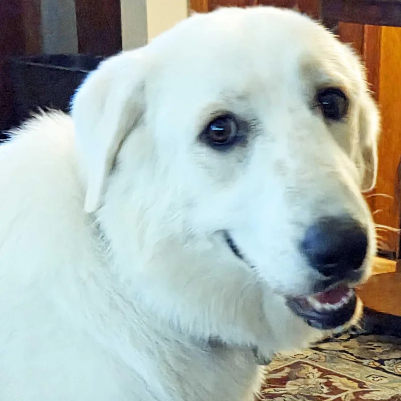 Lollie thumbnail 3