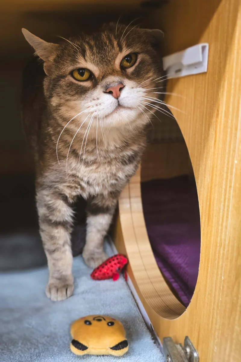 An adult medium-sized male Domestic Short Hair cat named Flapjack for adoption in Herndon, VA
