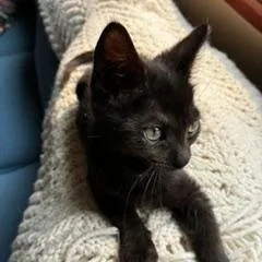 Lottie thumbnail 4