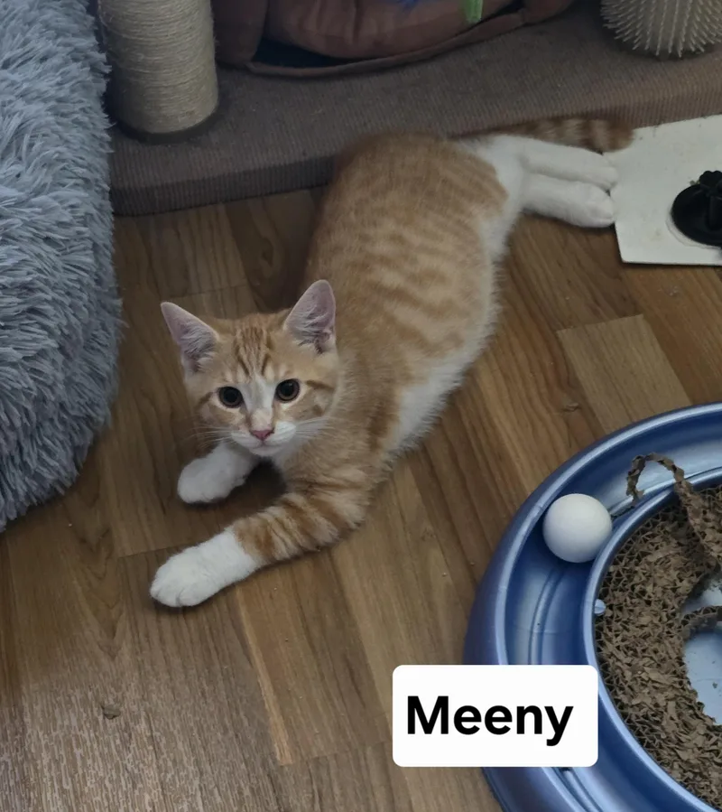 Meeny