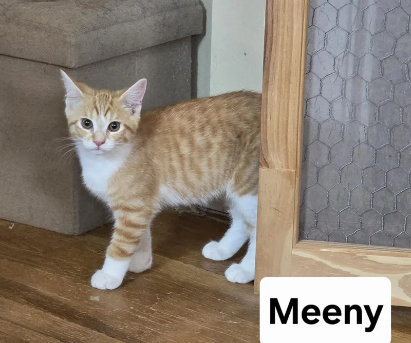 Meeny thumbnail 2