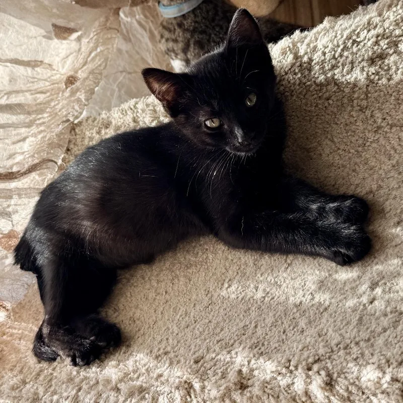 A baby small-sized male Black Domestic Short Hair cat named Kendrick for adoption in Los Angeles, CA