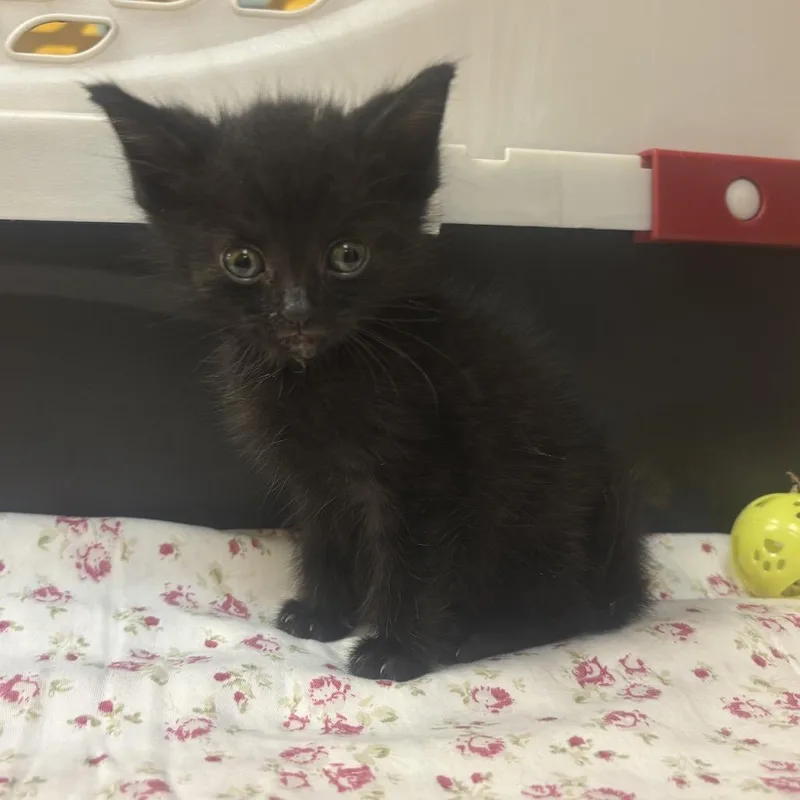 A baby small-sized male Domestic Short Hair cat named Deakyn for adoption in Waynesburg, PA