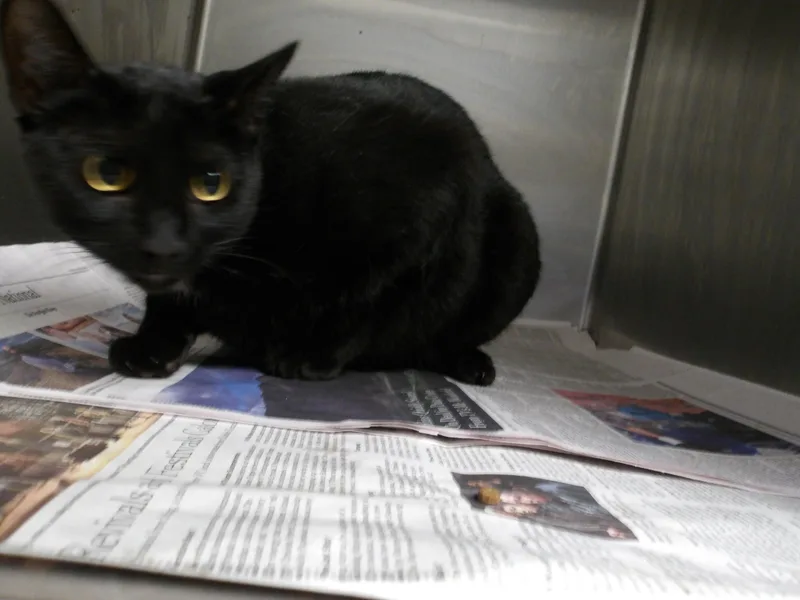 A young large-sized male Domestic Short Hair cat named Salem for adoption in Los Angeles, CA