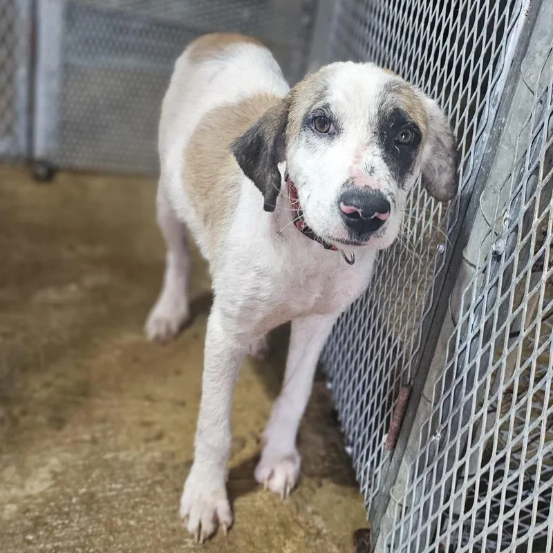 A young medium-sized male Tricolor (Brown, Black, & White) Great Pyrenees dog named Diego for adoption in Baldwin, MD