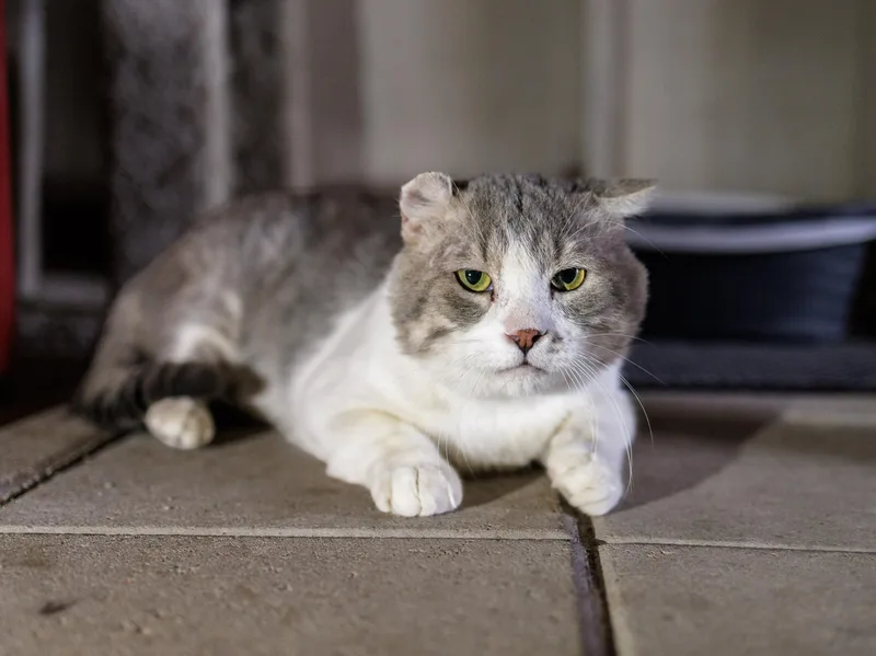 An adult large-sized male Gray & White Domestic Short Hair cat named Freeway for adoption in Marana, AZ