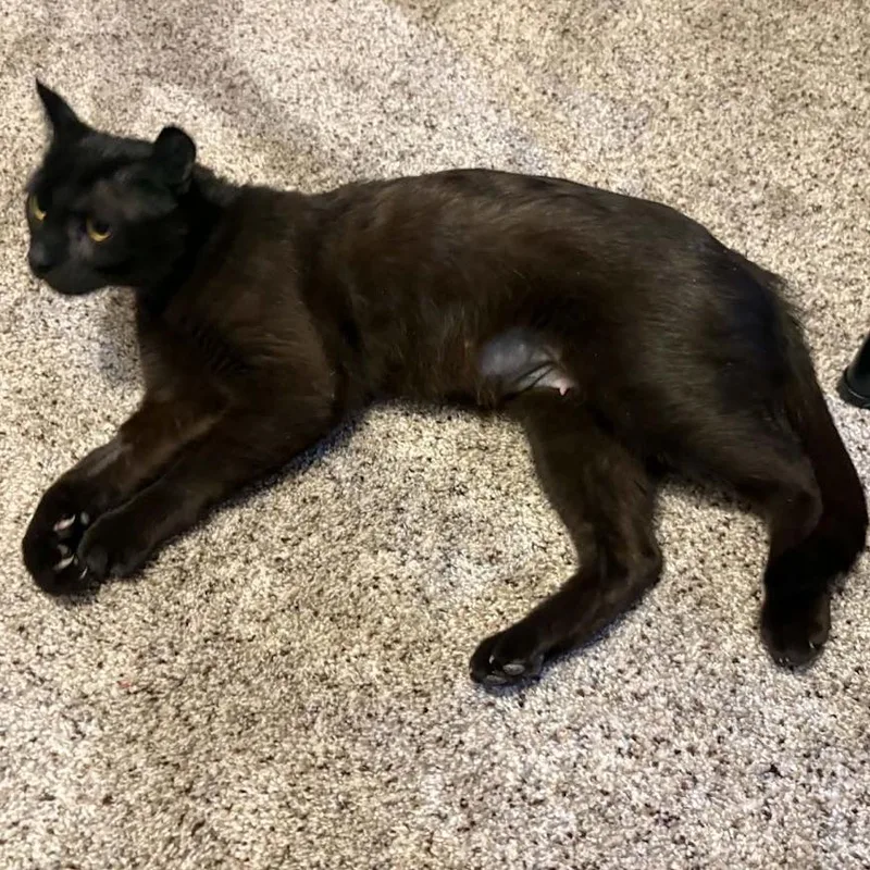 A young small-sized female Black Domestic Short Hair cat named Maple for adoption in Sioux Falls, SD
