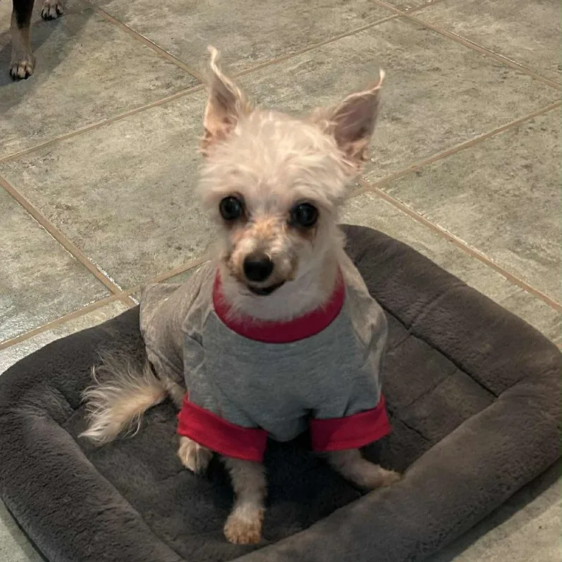 Shrimp Lf thumbnail 2