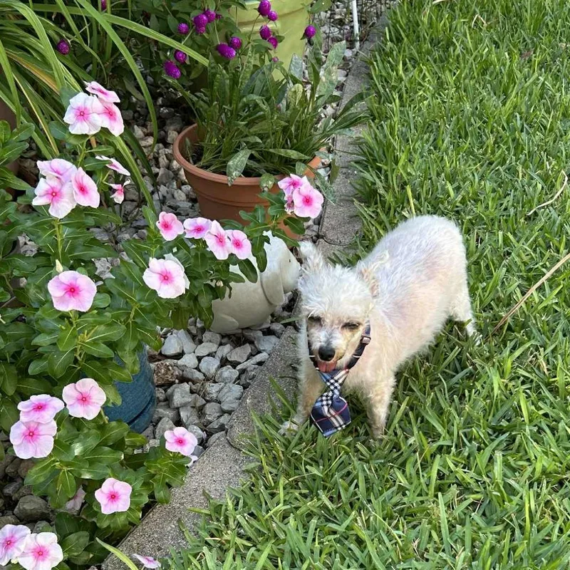 Shrimp Lf thumbnail 3