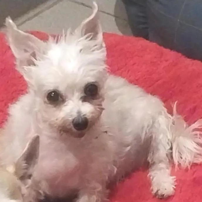 Shrimp Lf thumbnail 4