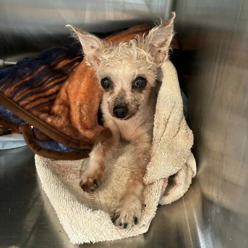 Shrimp Lf thumbnail 5