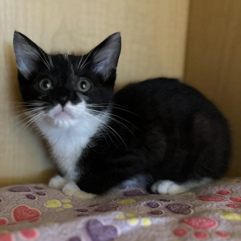 A baby small-sized male Black Domestic Short Hair cat named Sebastian for adoption in Washington Township, OH