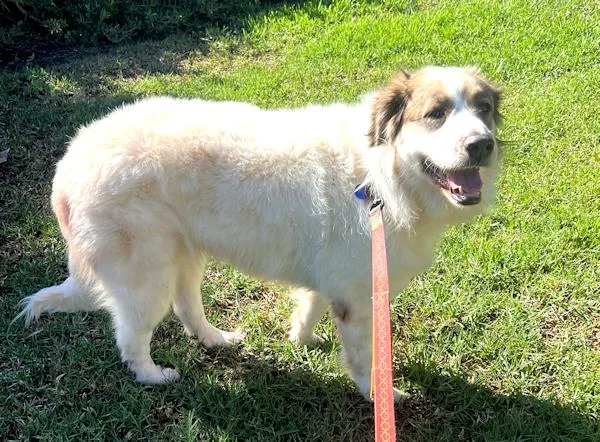 An adult large-sized female Great Pyrenees dog named Dahlia for adoption in Los Angeles, CA