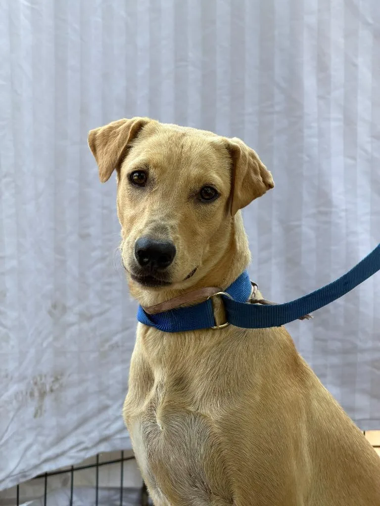 A baby medium-sized female Foxhound dog named Chai for adoption in San Diego, CA