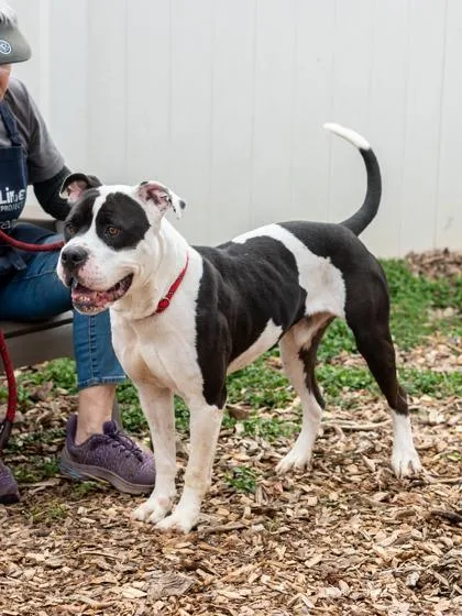 An adult large-sized male Mixed Breed dog named Ballad for adoption in Chamblee, GA