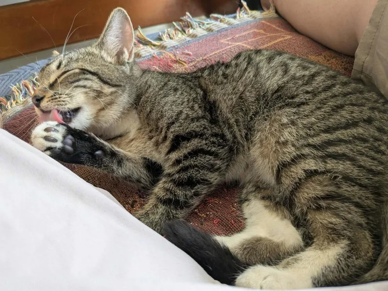 A baby medium-sized male Domestic Short Hair cat named Pedro Pspspscal for adoption in Hoover , AL