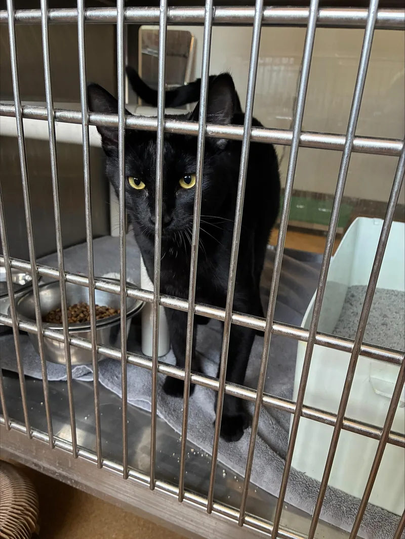 An adult large-sized male Domestic Short Hair cat named Obsidian for adoption in Murphy, TX