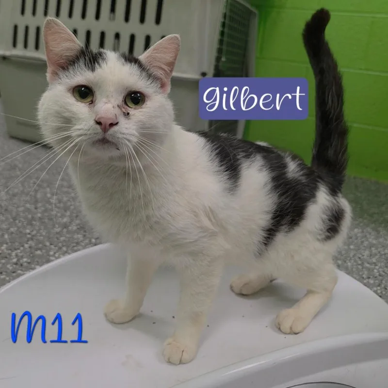 An adult medium-sized male White Domestic Short Hair cat named Gilbert for adoption in Parkersburg, WV