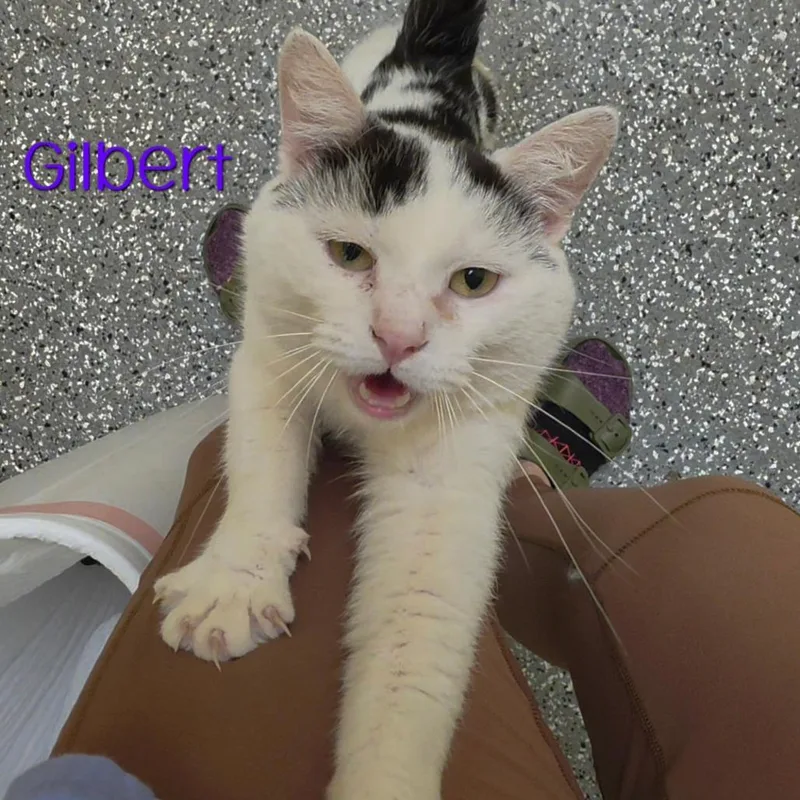 Gilbert thumbnail 2