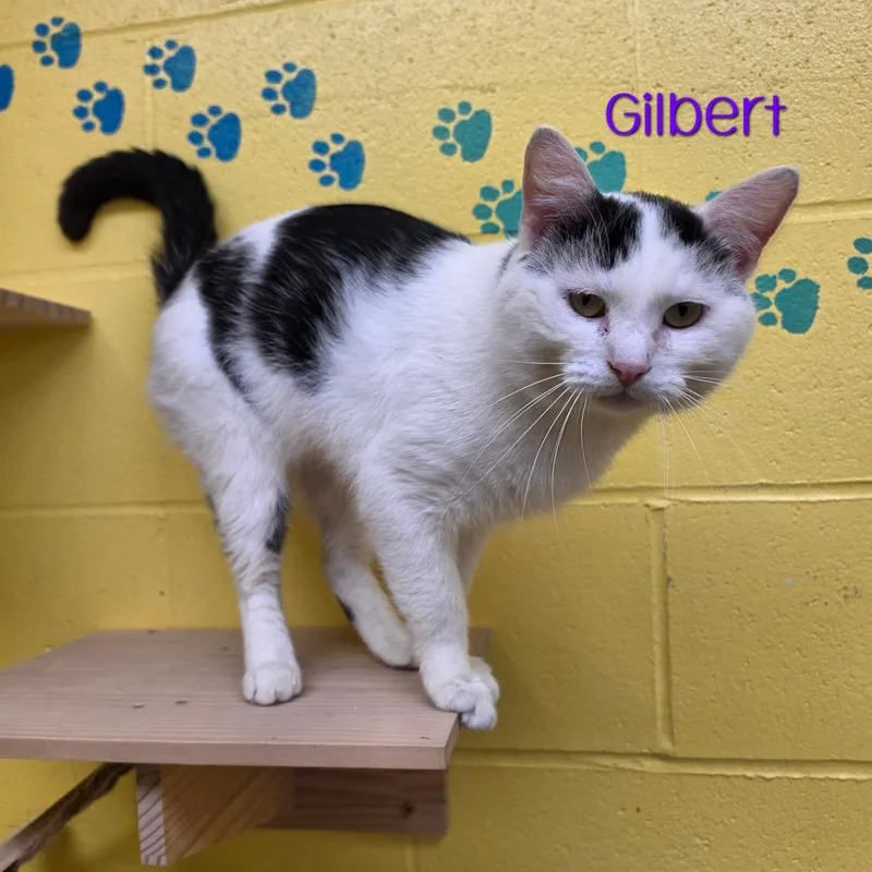 Gilbert thumbnail 4