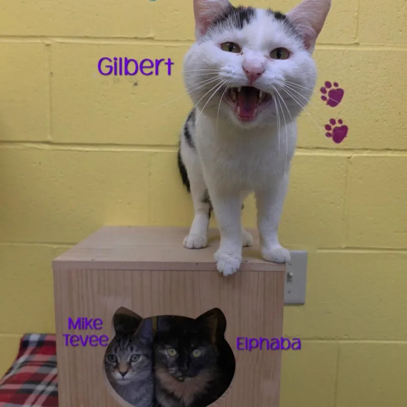 Gilbert thumbnail 5