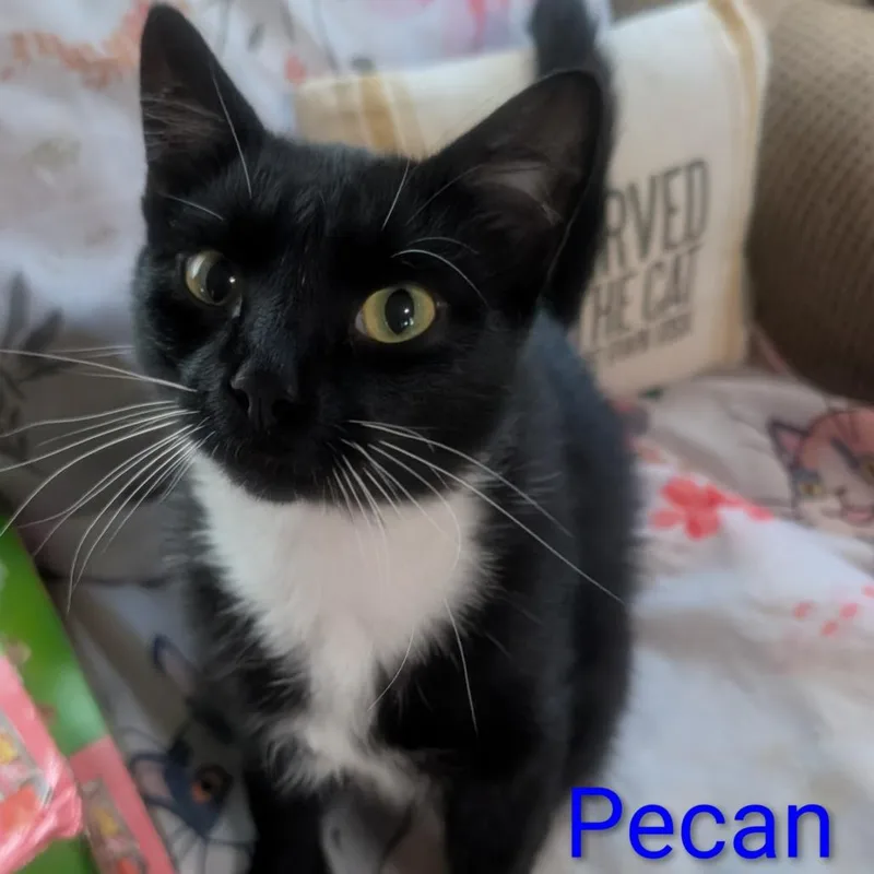 A young small-sized male Black Domestic Short Hair cat named Pecan for adoption in Carmel, IN
